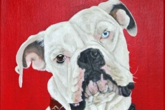 Bulldog Pet Portrait