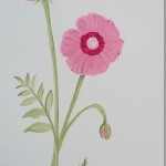 How to Paint Poppies