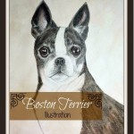 Boston Terrier Illustration