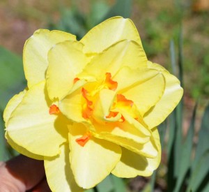 Hybrid-Daffodil-B