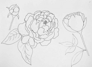how to paint peonies