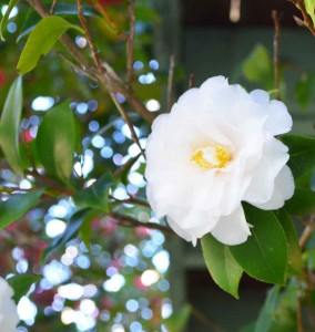 White-Camellia