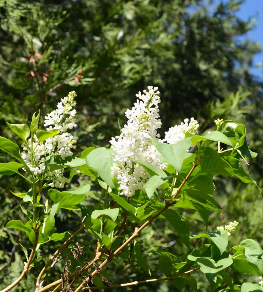 White-Lilacs