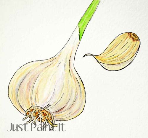 watercolor garlic
