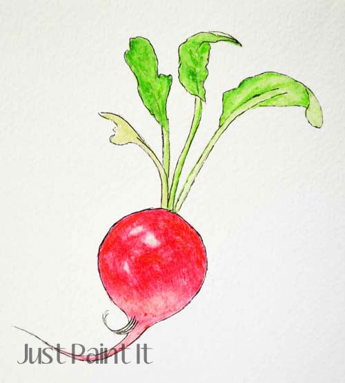 watercolor radish