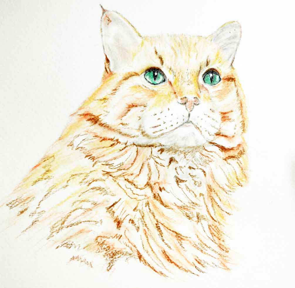 draw-tabby-cat
