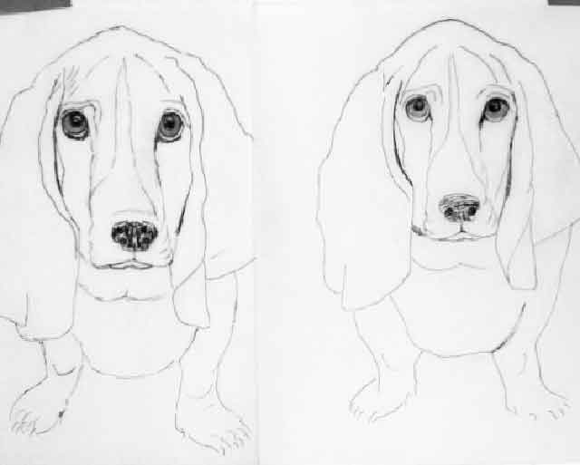 bassett hound portrait
