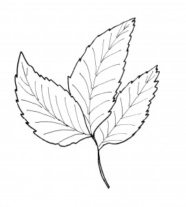 Hickory Leaf Pattern