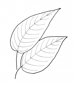 elm leaf pattern