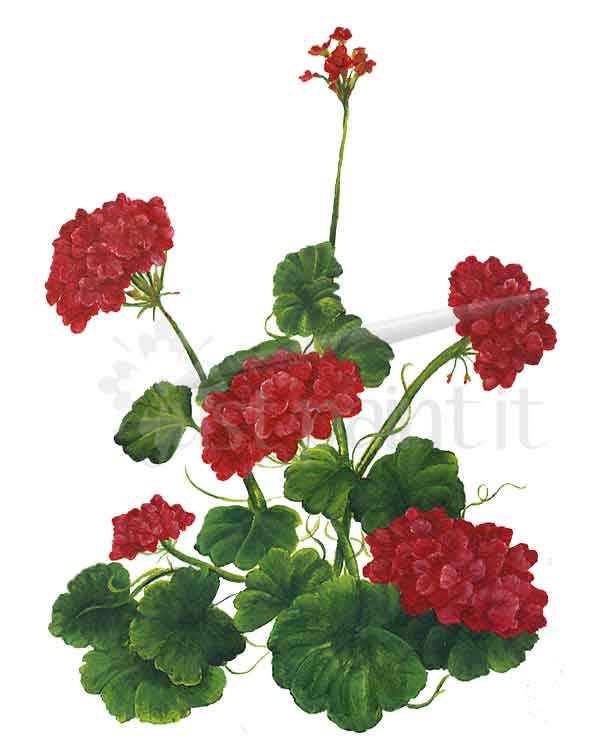 Red-Geraniums-art-print