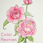 Peony-Coloring-Page