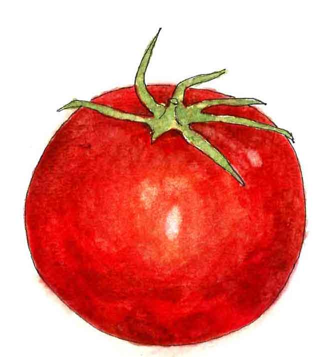 how-to-paint-tomato