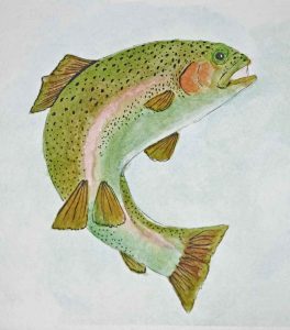 rainbow-trout-painting