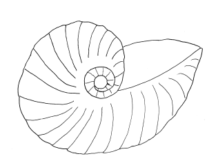 nautilus-seashell-pattern