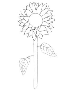 sunflower-pattern